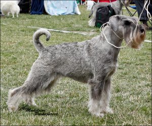 Fiffi